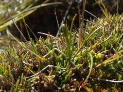 Rytidosperma nigricans (Petrie) Connor & Edgar resmi