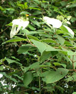 Image of White flag bush