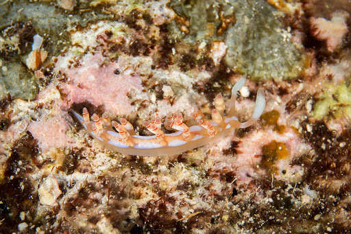 Image of Beautiful red-ring pastel slug