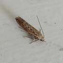 Image of Potato tuber moth