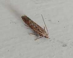 Слика од Phthorimaea