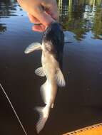 Image of Blue catfish