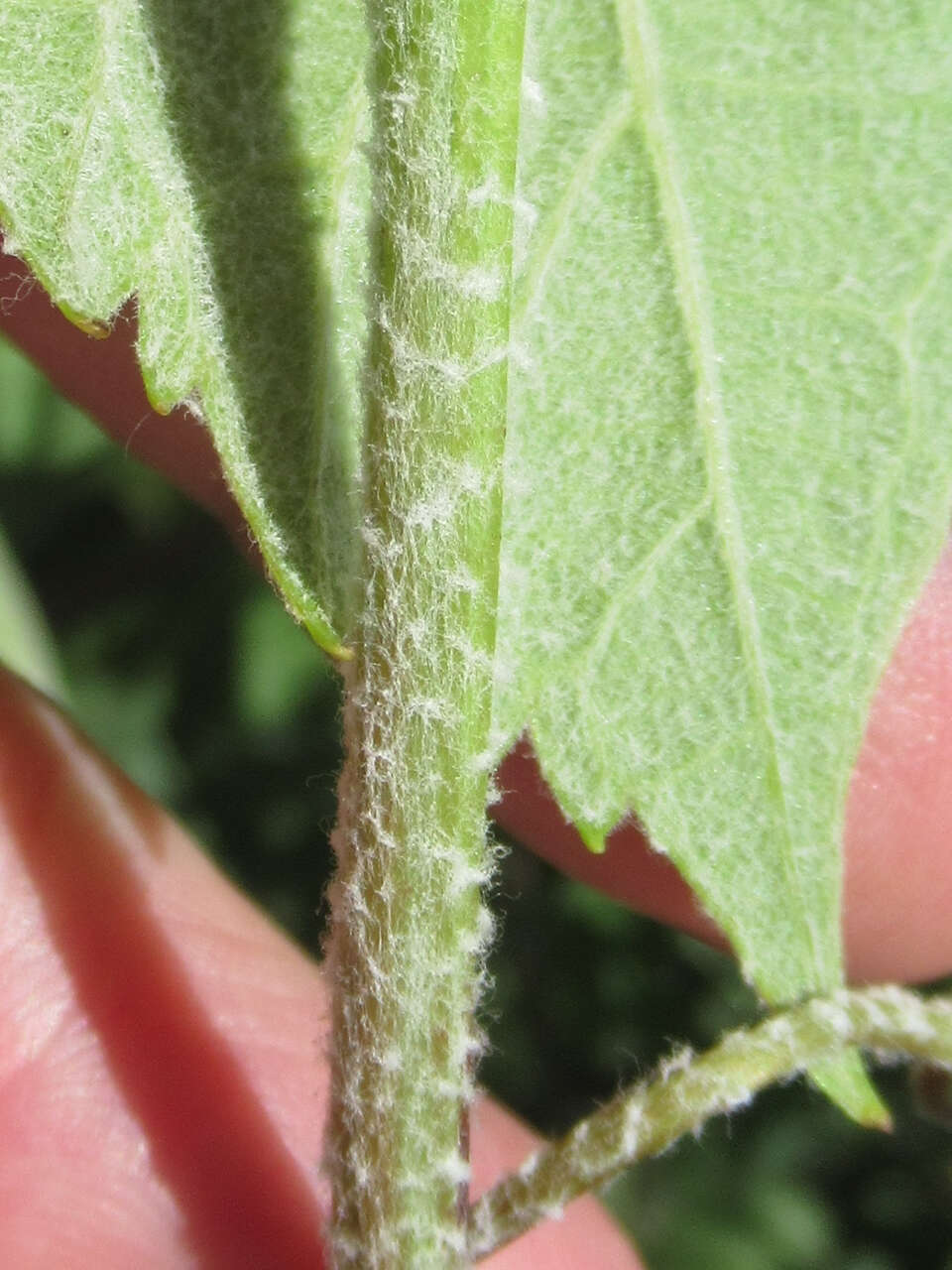 Plancia ëd Vitis acerifolia Raf.