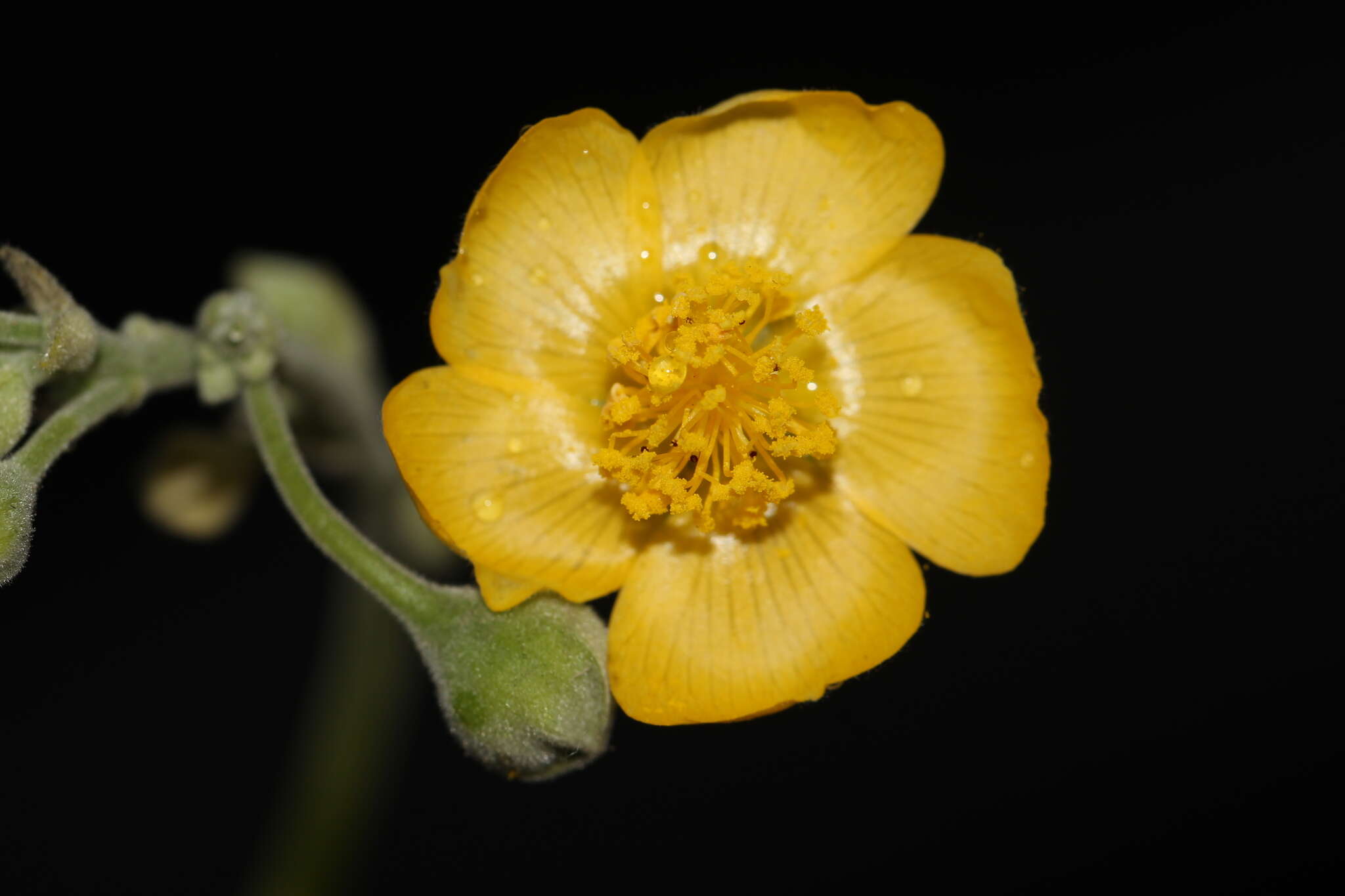 Imagem de Abutilon reventum S. Wats