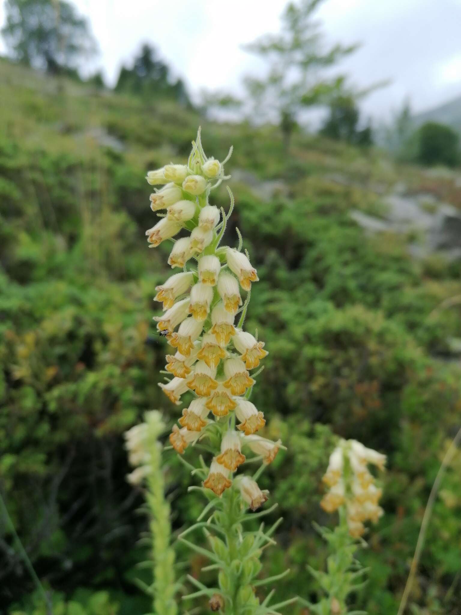 Image of Digitalis viridiflora Lindl.