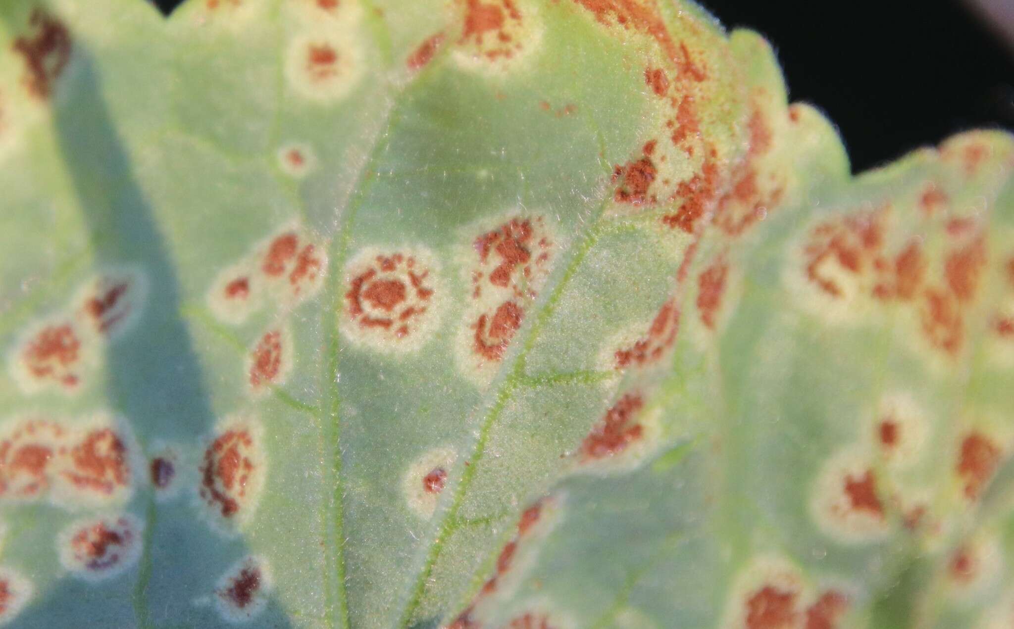 Image of Puccinia pelargonii-zonalis Doidge 1926