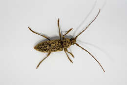 Image of Enaphalodes cortiphagus (Craighead 1923)