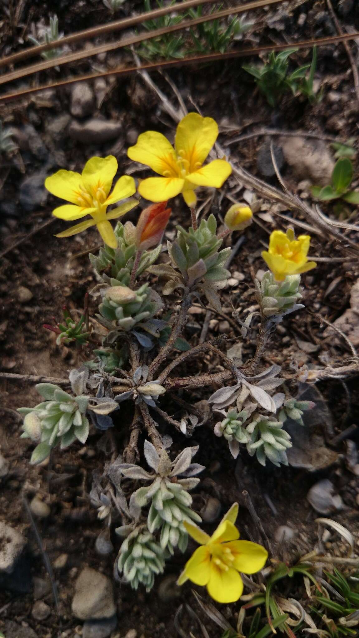 Image of silver bladderpod