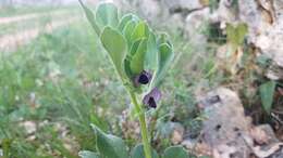 Image of Vicia johannis Tamamsch.