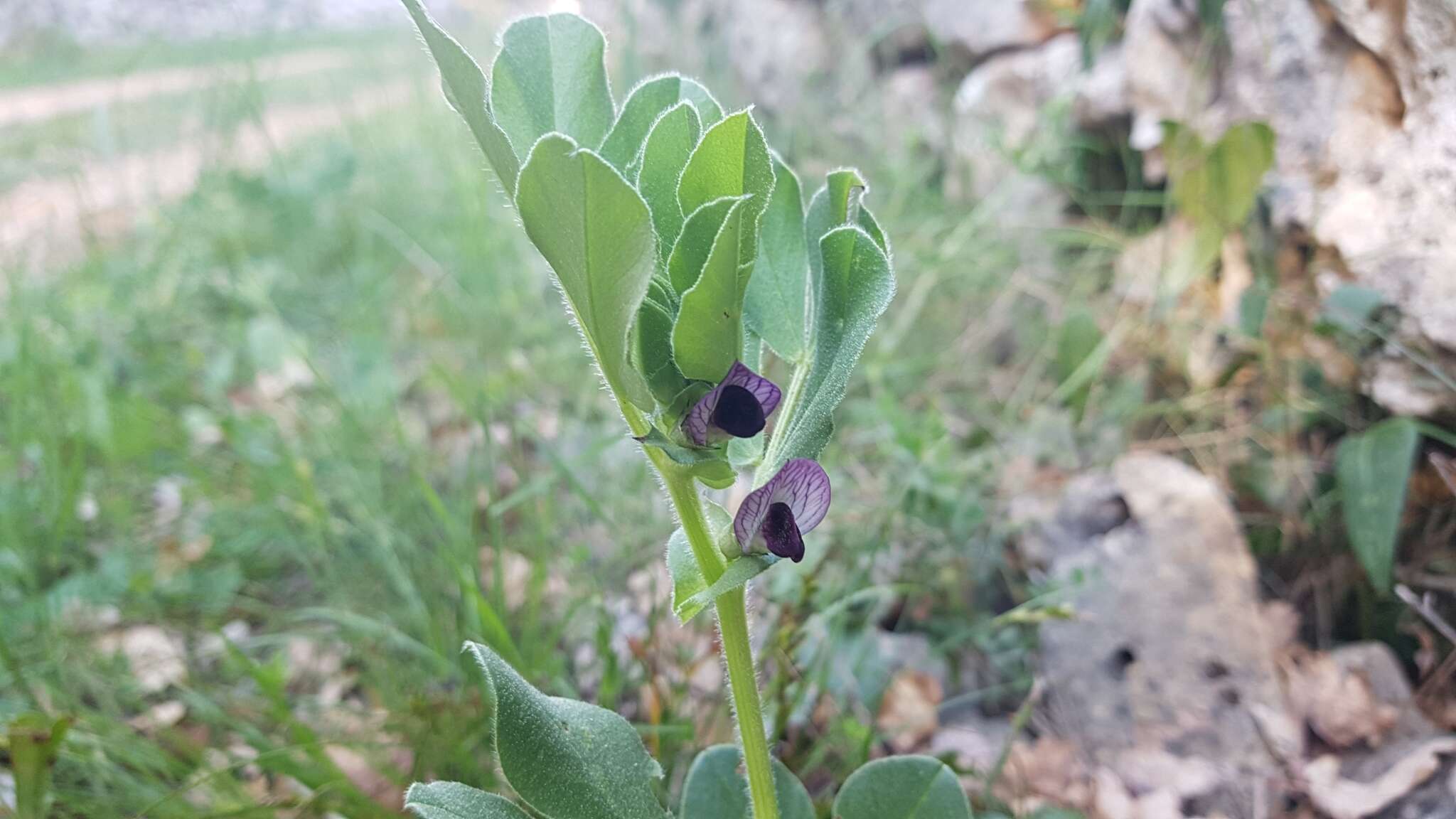 Image of Vicia johannis Tamamsch.