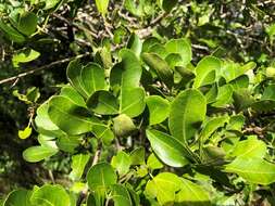 Image of Flindersia collina (F. M. Bailey) F. M. Bailey