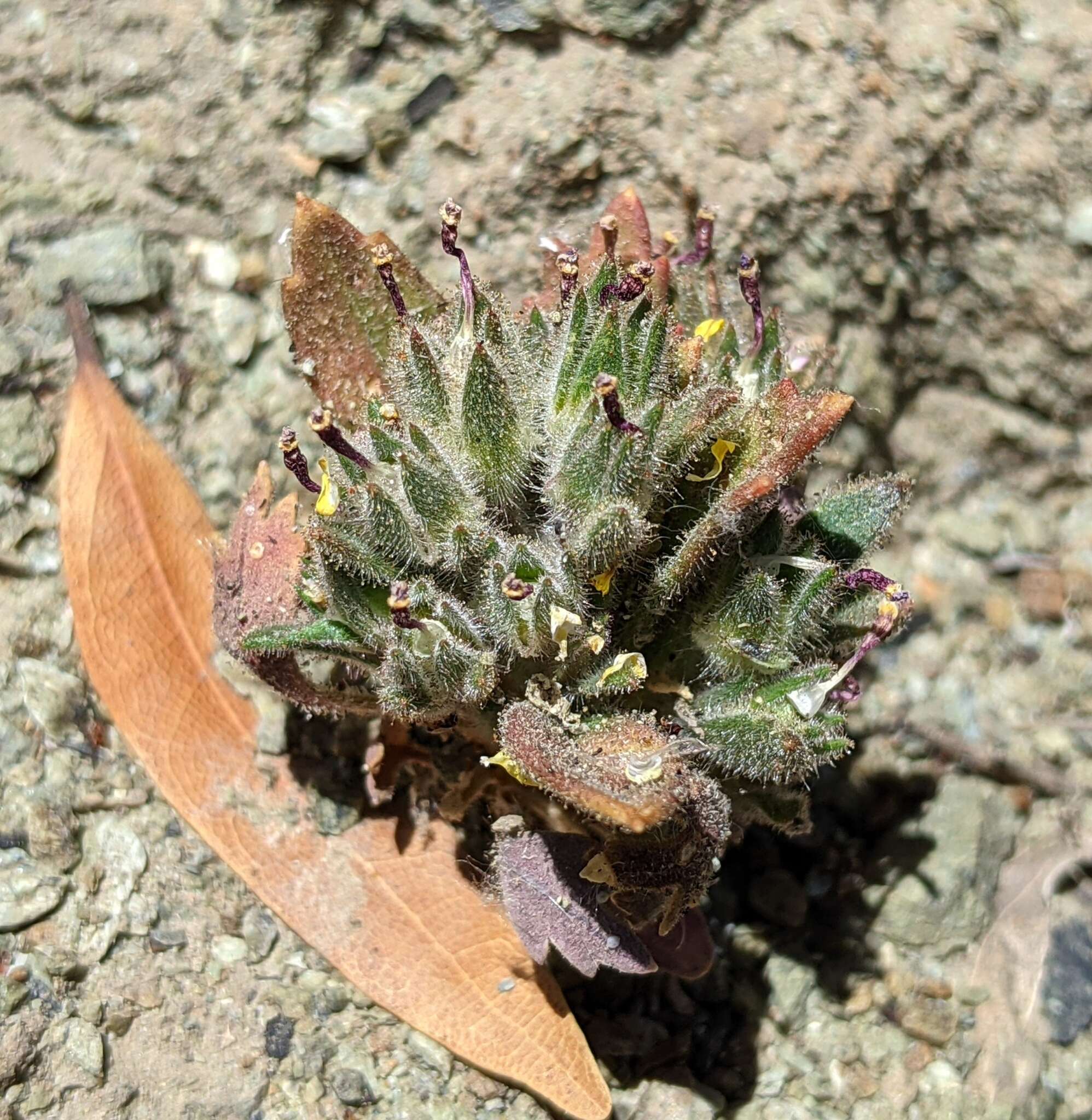 Image of serpentine collomia