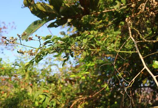 Plancia ëd Dalbergia volubilis Roxb.