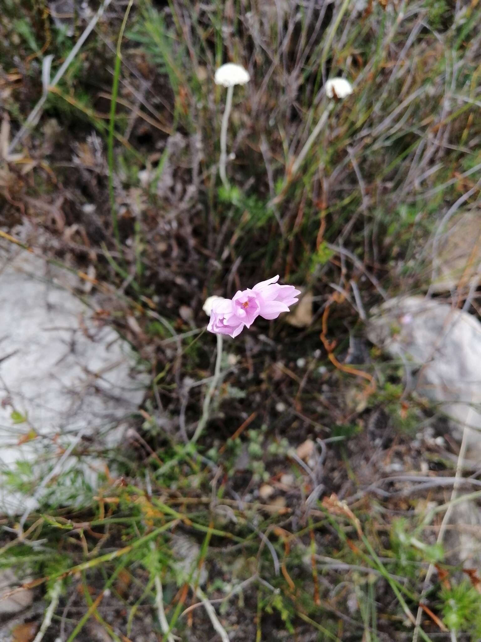 Plancia ëd Ixia micrandra Baker