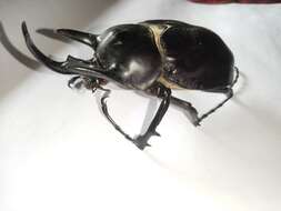 Megasoma actaeon (Linnaeus 1758) resmi