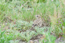 Anthus spragueii (Audubon 1844) resmi