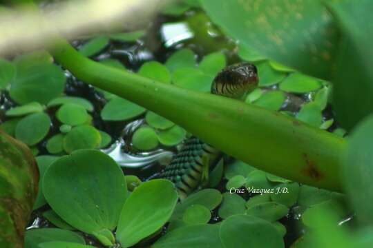 Drymobius margaritiferus occidentalis Bocourt 1890的圖片