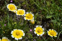 Слика од Layia chrysanthemoides (DC.) A. Gray