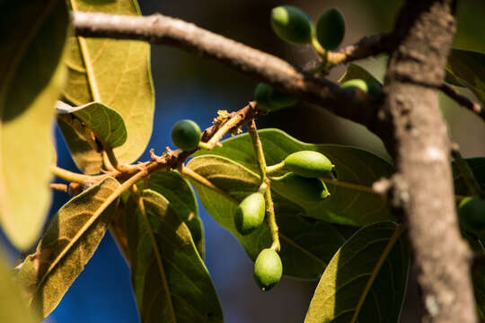 Sivun Prunus zingii Standl. kuva