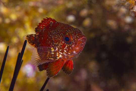 Image of Vermilion rockfish