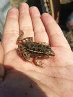 Image of Plains Leopard Frog