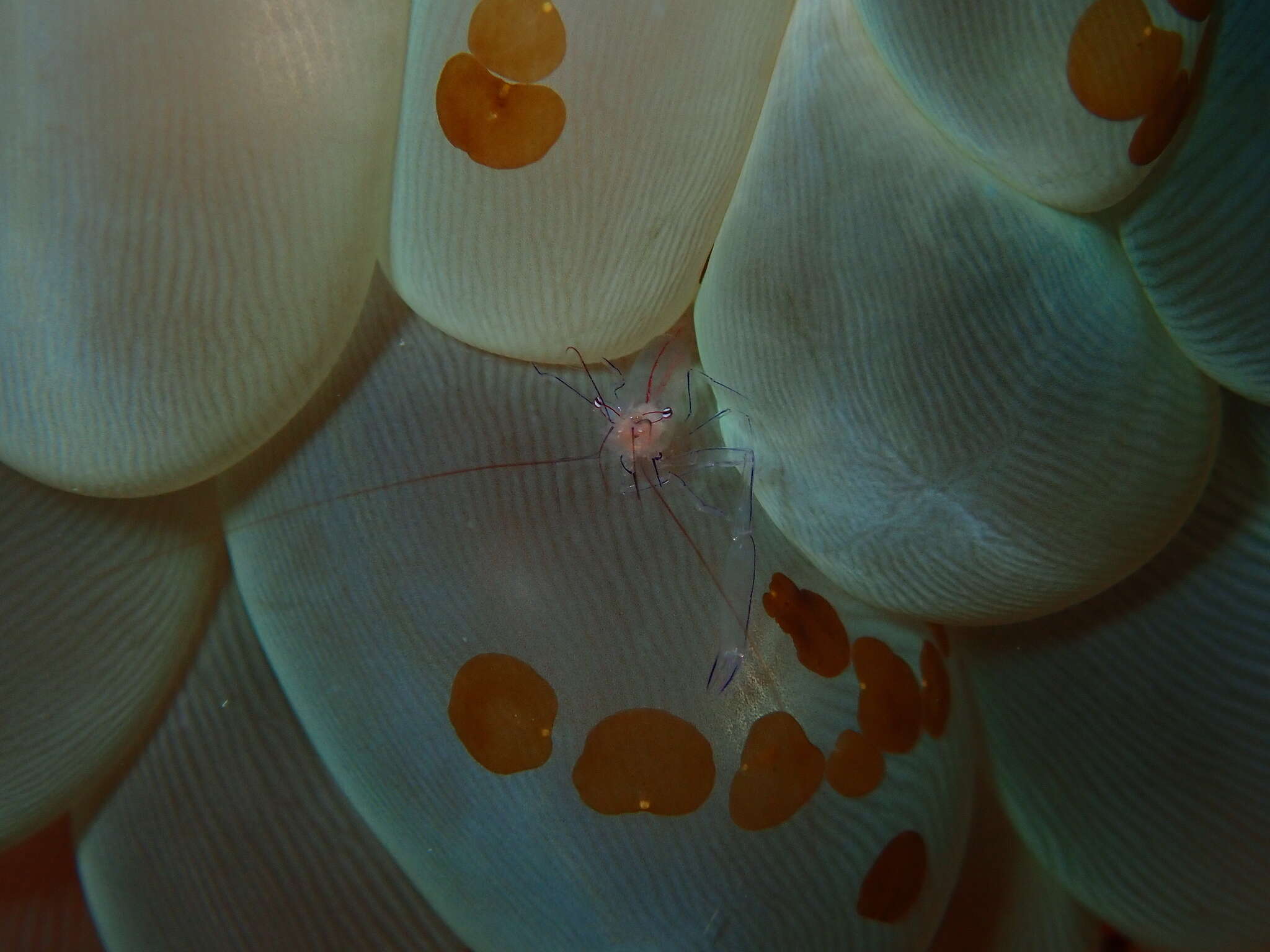 Image of Bubble coral shrimp