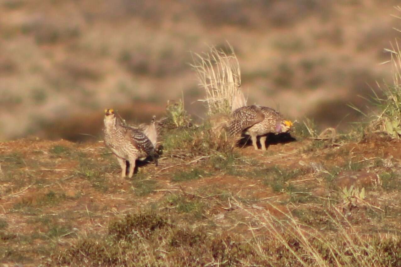 Image of Columbian Sharp-tailed Grouse