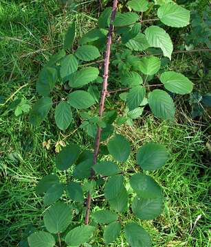 Image of Rubus incurvatiformis Edees