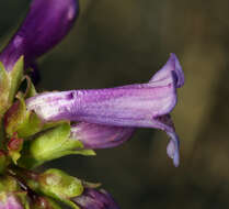 Image of pincushion beardtongue