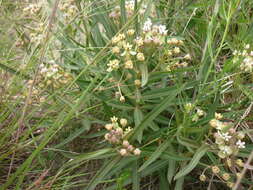 Image of Asclepias mellodora St. Hil.