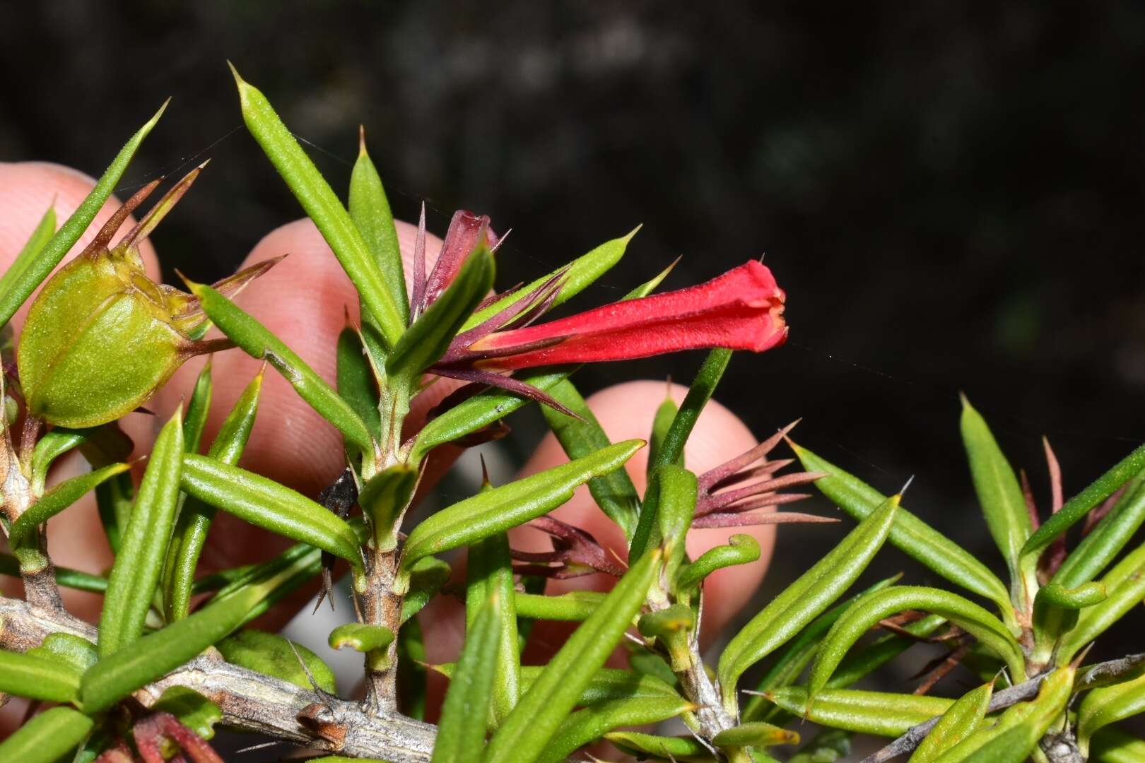 Image of Isidorea pungens (Lam.) B. L. Rob.