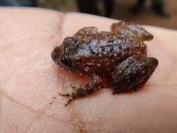 Image of Kempholey night frog