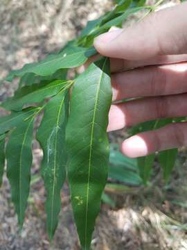 Image of Soapberry Tree