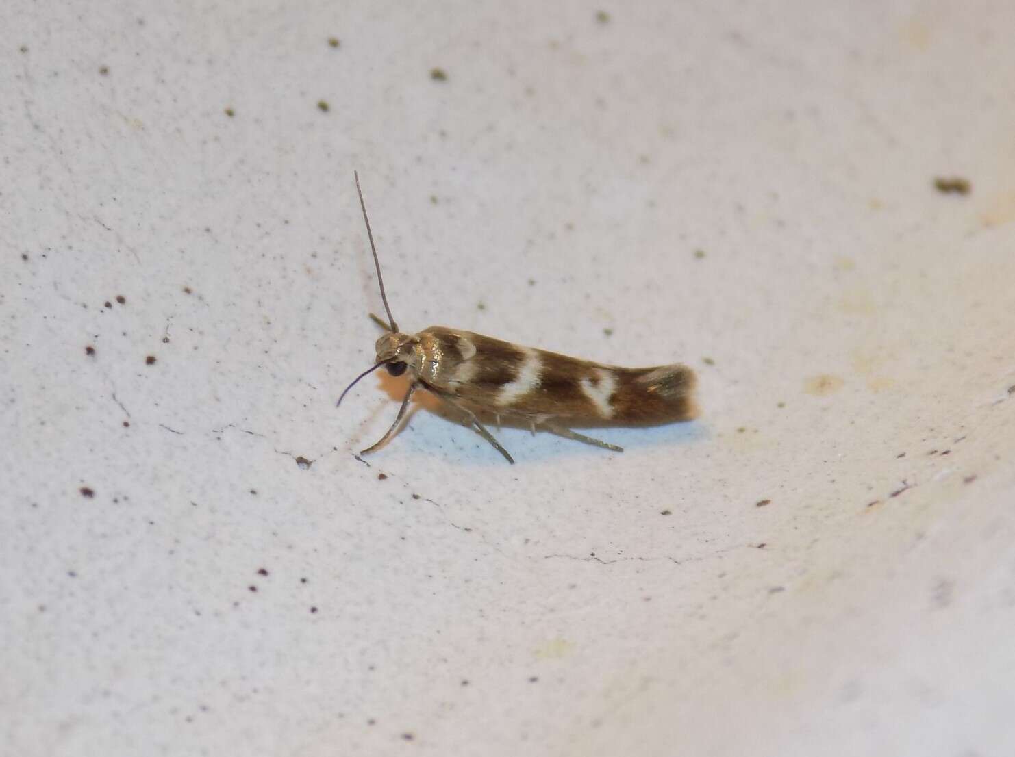 Image of Banded Scythris