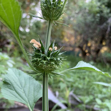 Image of Leonotis nepetifolia var. africana (P. Beauv.) J. K. Morton