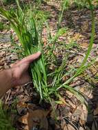 Imagem de Carex stipata var. maxima Chapm. ex Boott