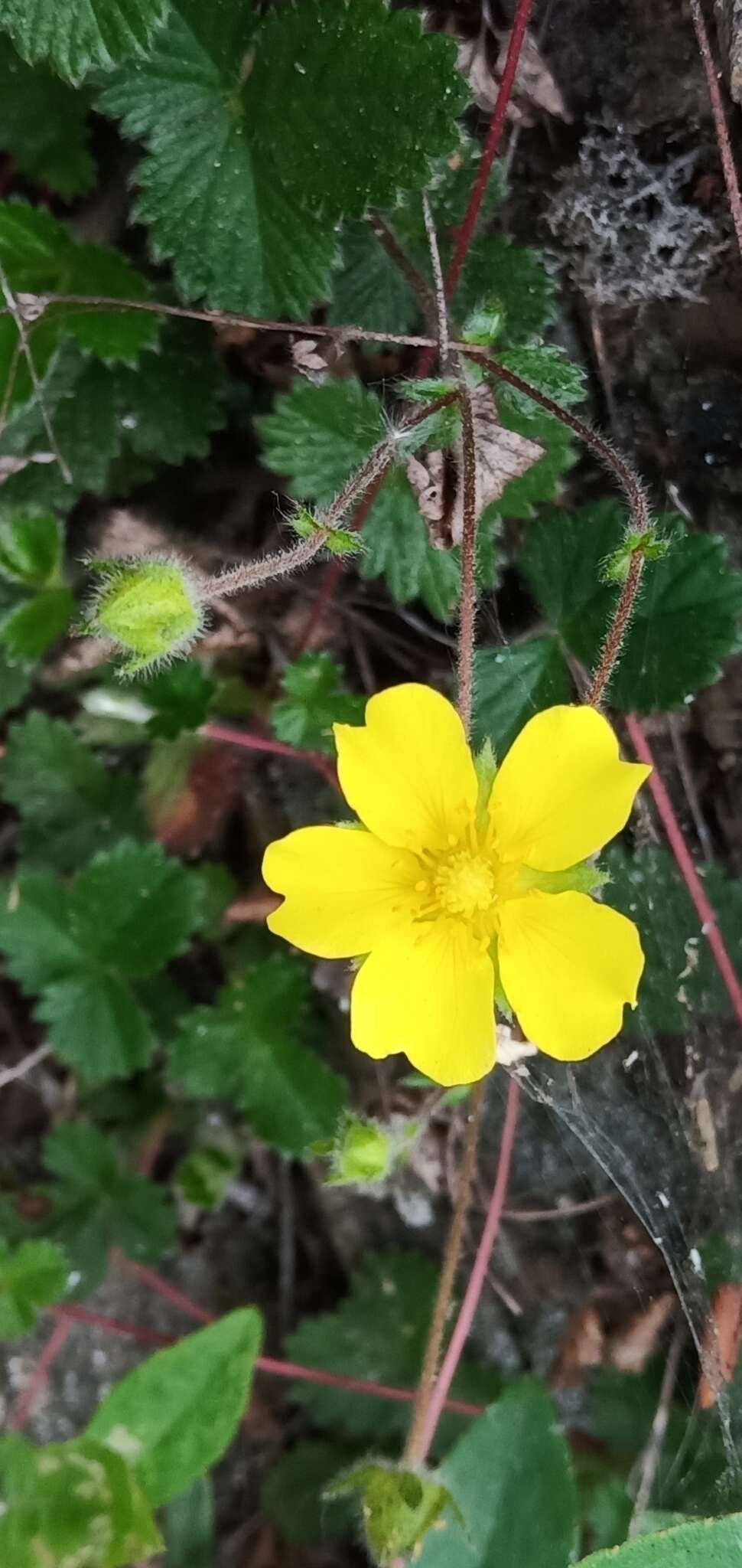 Image de Potentilla matsumurae Th. Wolf