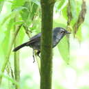 Image of White-browed Shortwing