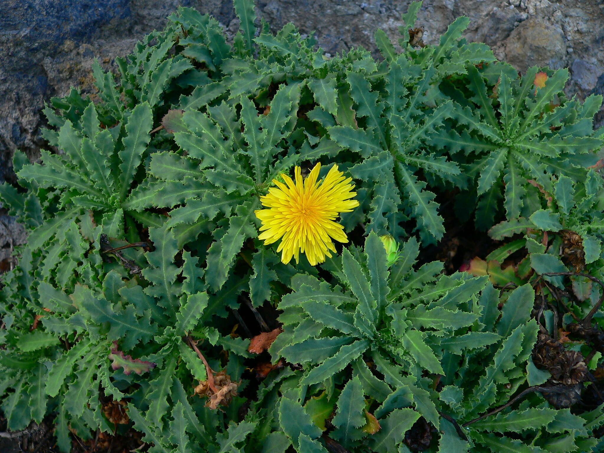 Image of Reichardia ligulata (Vent.) Kunkel & Sunding