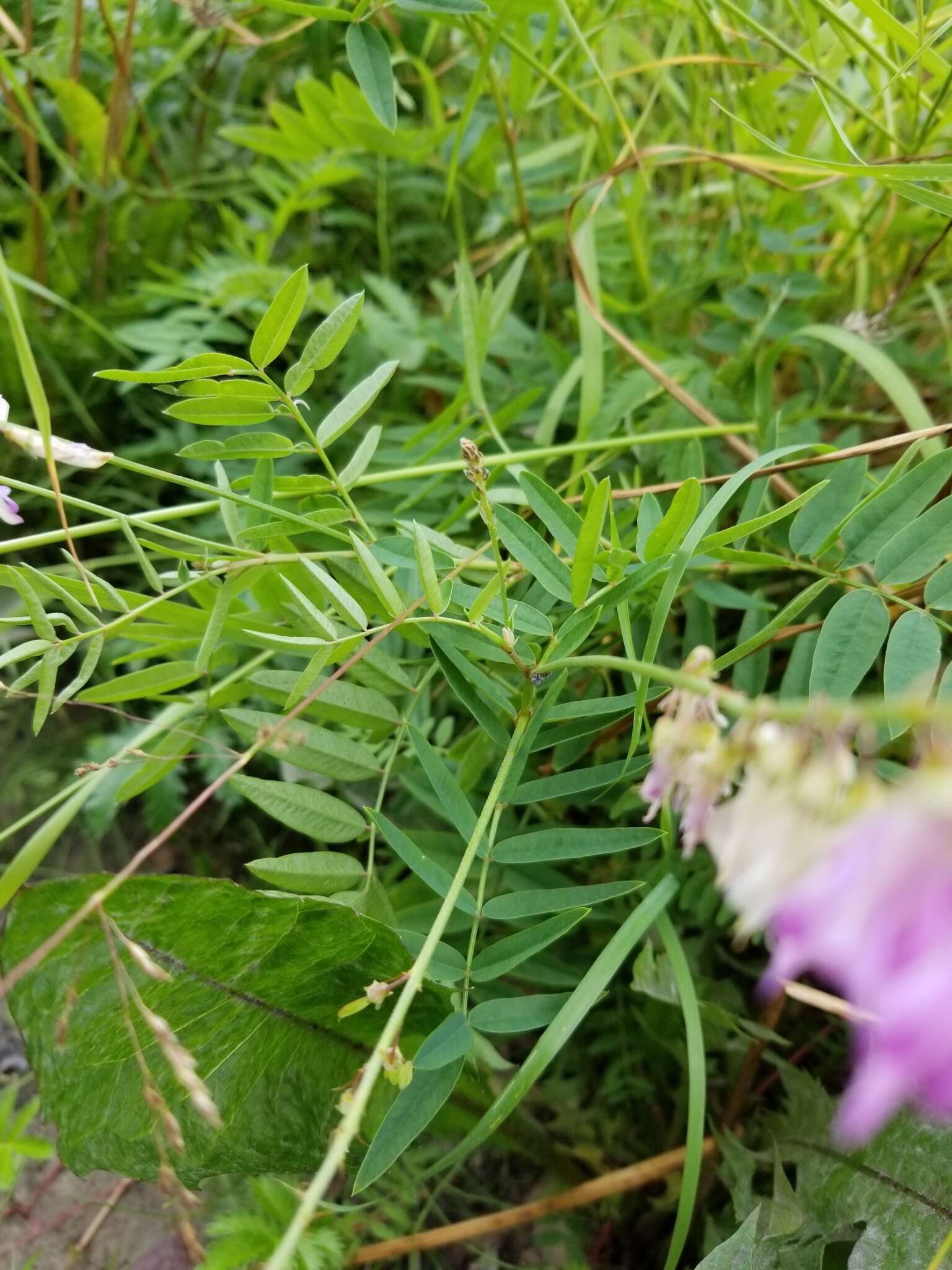 Hedysarum alpinum L. resmi