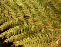 Image of Polystichum pungens (Kaulf.) C. Presl