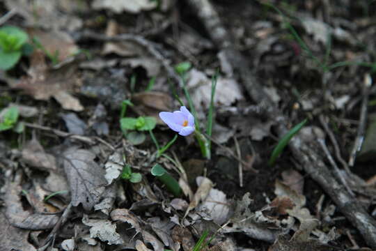 Image of Crocus biflorus subsp. adamii