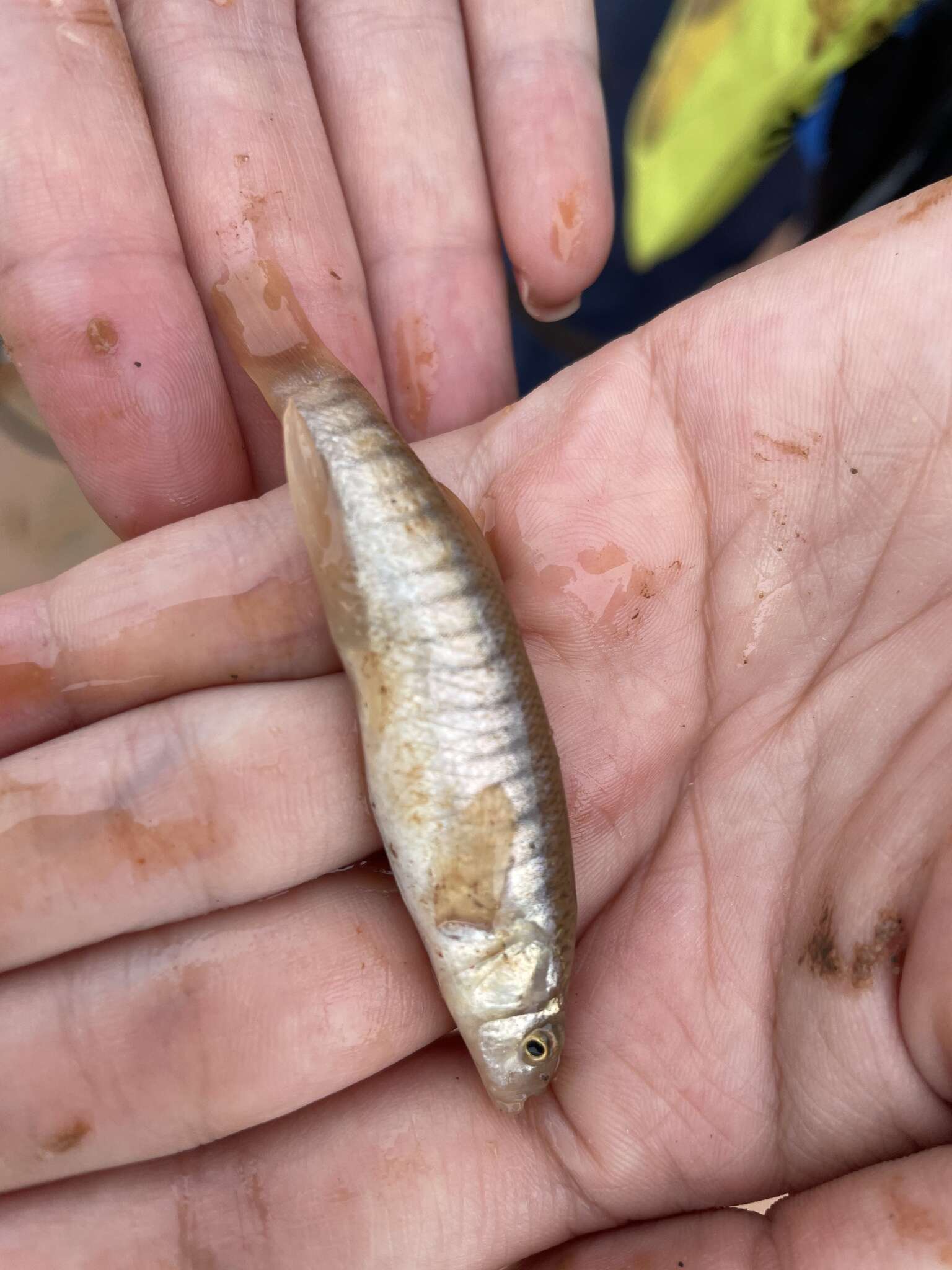 Image of Plains Killifish