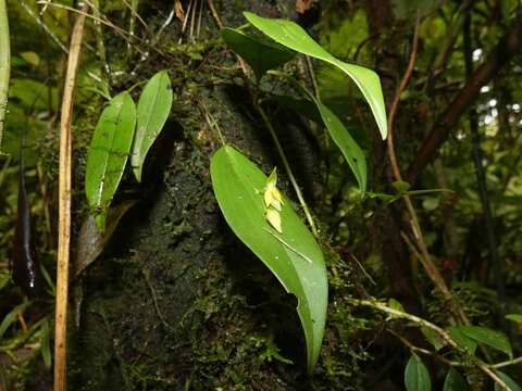 Image of Pleurothallis rowleei Ames