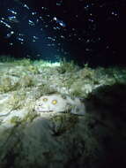 Image of Dark-spotted Snake Eel