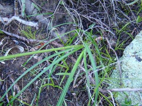 Image of Nerine humilis (Jacq.) Herb.