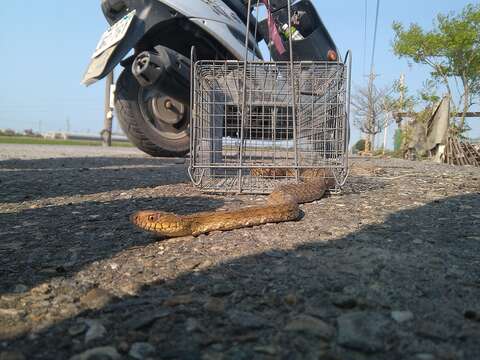 Image of King ratsnake