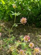 Imagem de Trifolium grandiflorum Schreb.