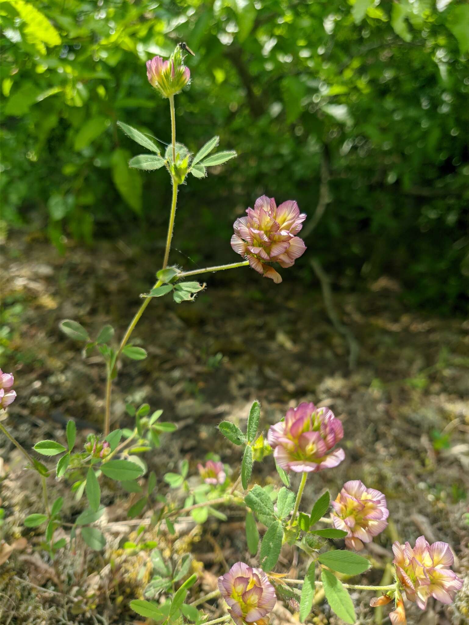 Imagem de Trifolium grandiflorum Schreb.