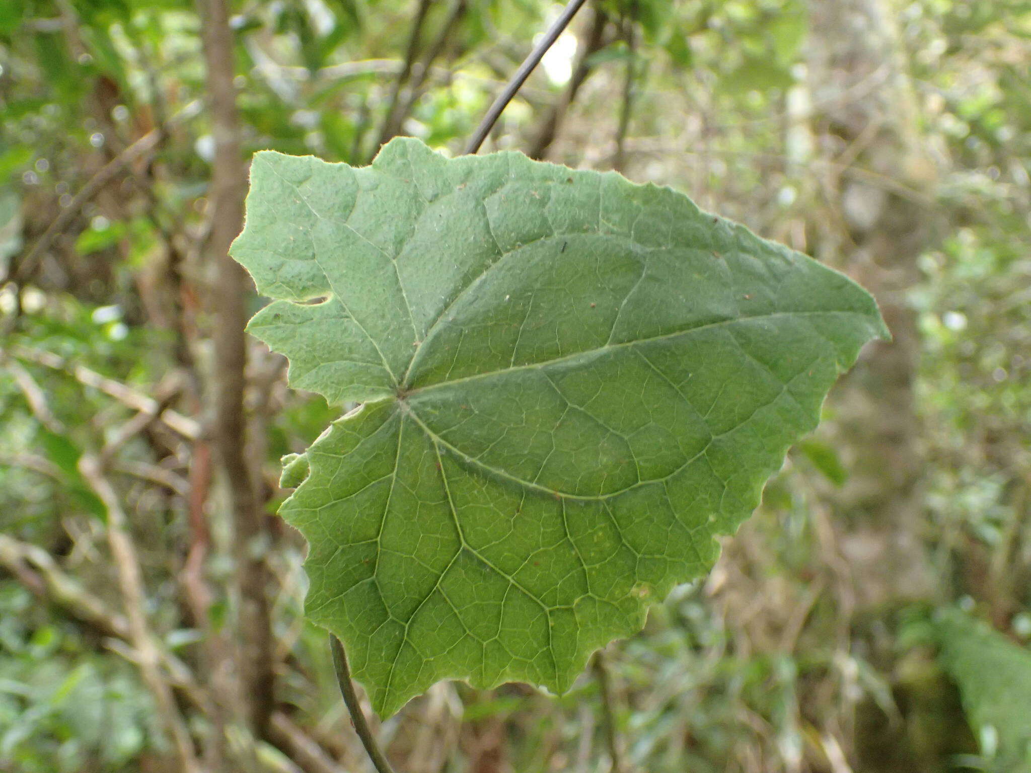 Plancia ëd Humbertacalia tomentosa (Lam.) C. Jeffrey